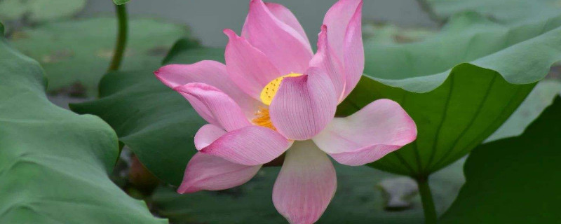 如何把荷花制作成干花(怎样制作干荷花)