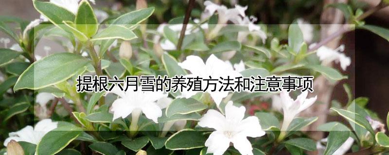 提根六月雪的养殖方法和注意事项 提根六月雪怎么养