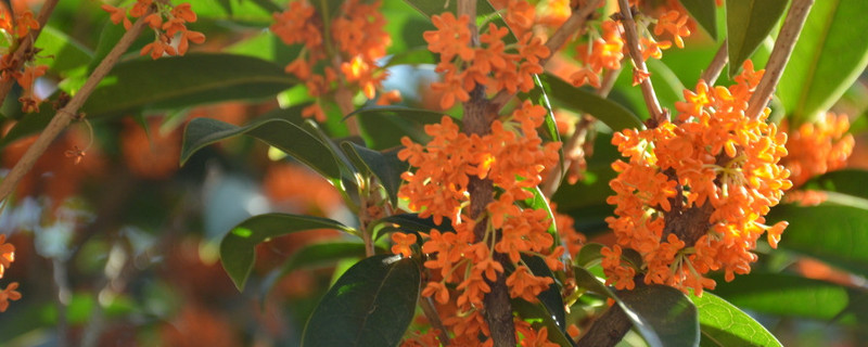 桂花叶子长锈斑怎么治（桂花叶子长锈斑怎么办）