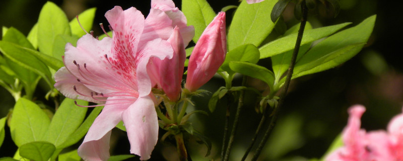 杜鹃花能把枝条全部剪了不 杜鹃花开过的花枝要剪掉吗