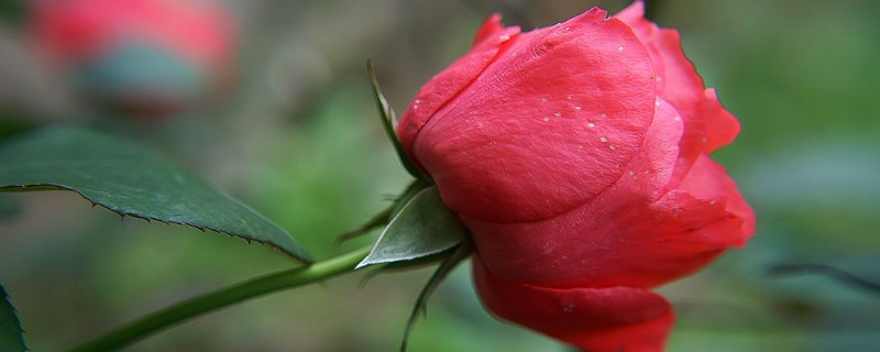 玫瑰收到后怎么醒花 刚拿回来的玫瑰花怎么醒花