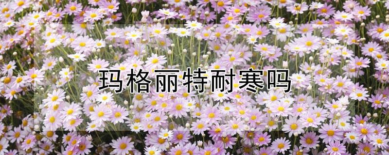 玛格丽特耐寒吗 玛格丽特耐寒吗?