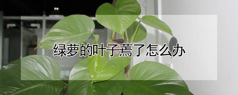 绿萝的叶子蔫了怎么办（绿萝花叶子蔫了怎么办）