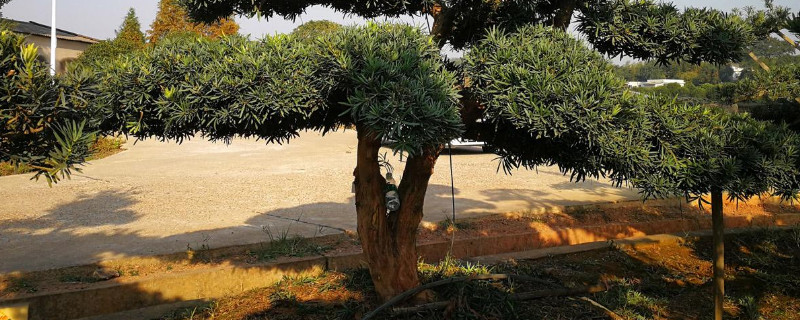 罗汉松用什么土最好(种植罗汉松用什么土最好)