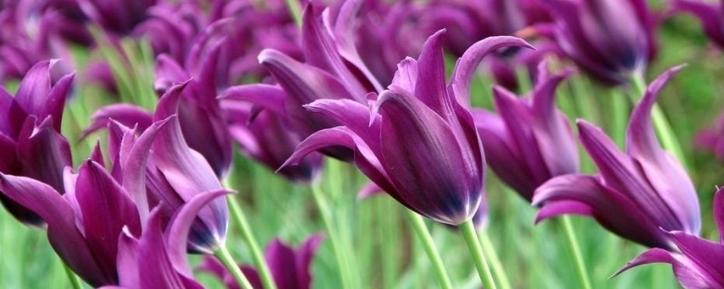 什么颜色的郁金香好看（郁金香什么颜色最美）