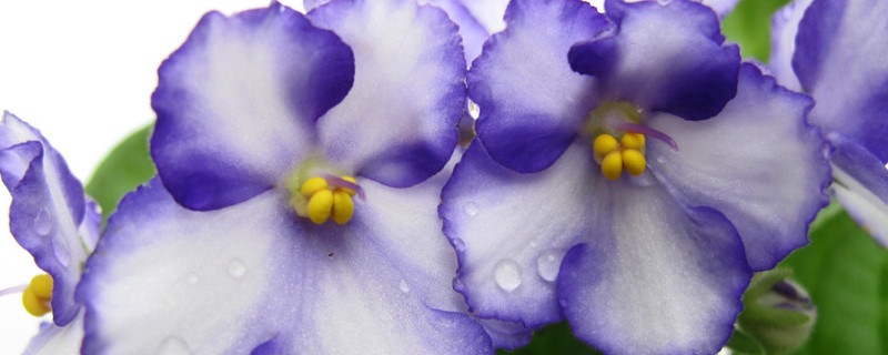 紫罗兰怎么浇水（紫罗兰浇水注意事项）