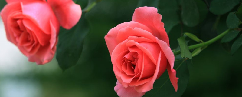 月季怕晒太阳吗（月季怕太阳暴晒吗）