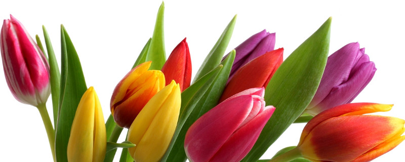 郁金香能在北方户外种吗 郁金香北方室外种植可以吗