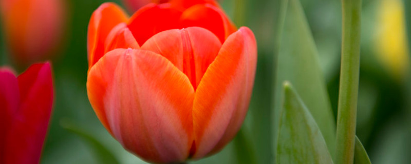 郁金香根烂了还能活吗（郁金香根断了还能活吗）