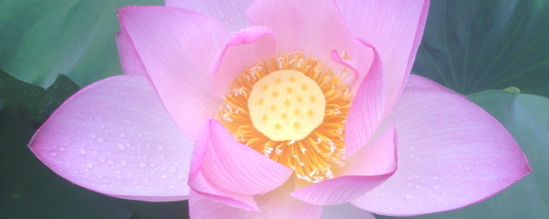 荷花冬天开花吗（荷花是在夏天开花吗）