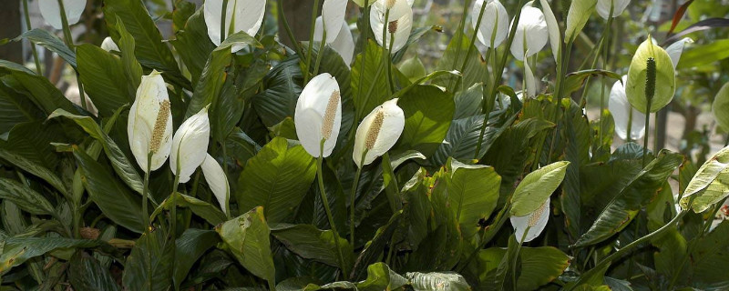 一帆风顺的花变绿是怎么回事(一帆风顺花怎么会变绿)