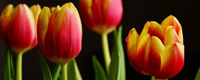 水培郁金香怎么养（水培郁金香怎么养殖）