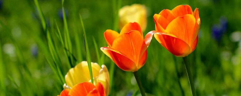 郁金香叶子发黄还能救活吗（郁金香黄叶怎么办）