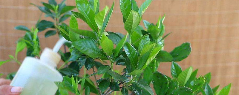 栀子花夏天需要每天浇水吗 栀子花夏季几天浇一次水