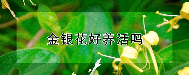 金银花好养活吗（金银花好养殖吗）