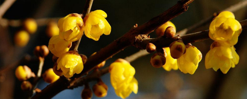 耐寒的花卉有哪些（好养耐寒的花卉有哪些）