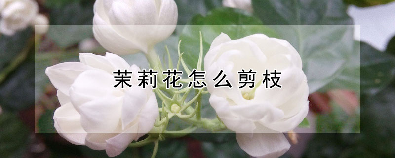 茉莉花怎么剪枝 茉莉花怎么剪枝开花