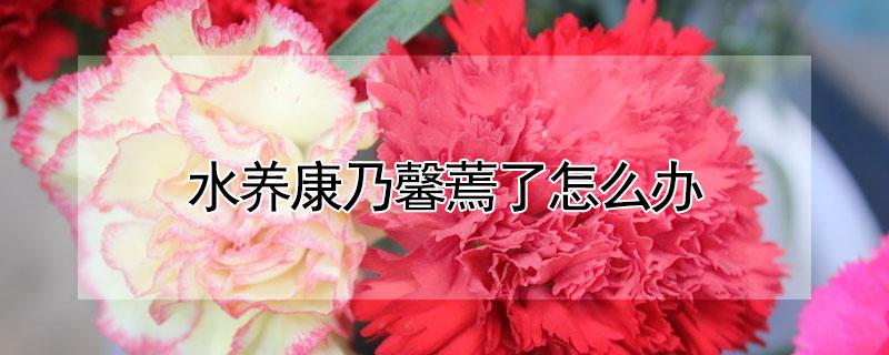 水养康乃馨蔫了怎么办 水培康乃馨烂根