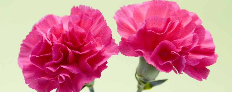 康乃馨冬天怎么过冬 康乃馨能过冬吗