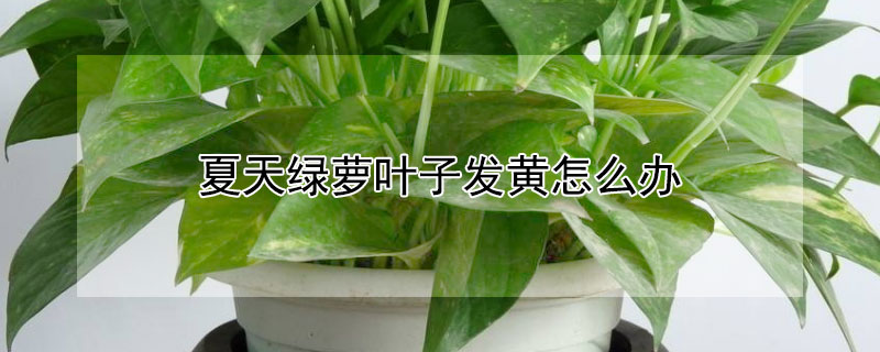 夏天绿萝叶子发黄怎么办 夏天绿萝叶子发黄怎么办?