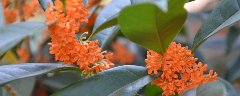 桂花树掉叶子怎么回事（桂花树叶子全掉了）