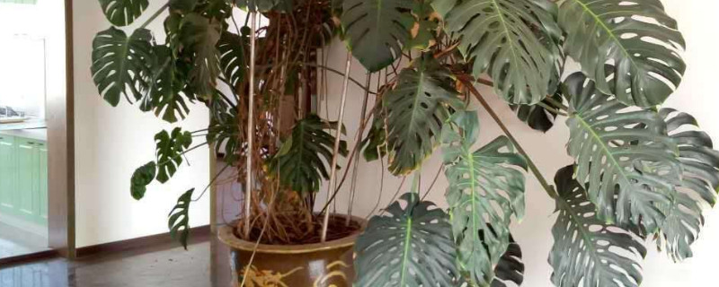 适合放客厅的大盆绿植（适合放客厅的大盆绿植图片）