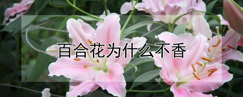 百合花为什么不香（百合花为什么不香一点味道没有）