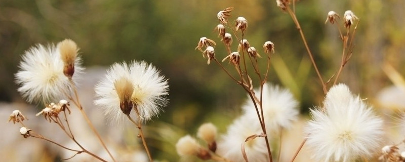 蒲公英的象征人生意义（蒲公英的象征人生意义作文）
