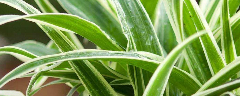 金边吊兰叶子发软无力（金边吊兰叶子发软无力怎么补救）