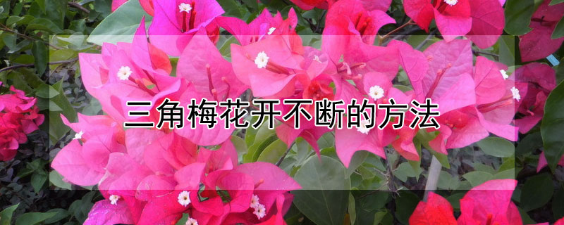 三角梅花开不断的方法(三角梅开花不断,全靠这一招!)