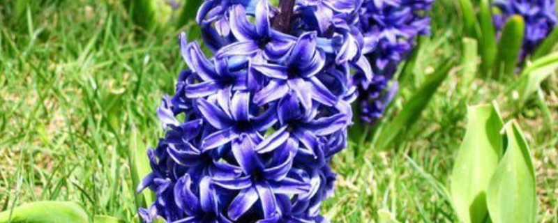 风信子一年能开几次花（风信子花一年开几次花）