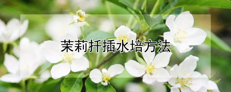 茉莉扦插水培方法（茉莉花插枝水培）