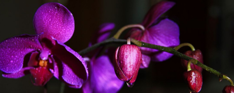 蝴蝶兰发芽后怎么护理 蝴蝶兰发芽步骤