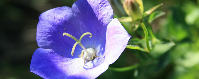 紫罗兰花怎么养 水养紫罗兰花怎么养