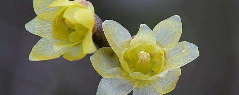 耐寒耐旱的花卉有哪些（耐旱的花卉是什么）