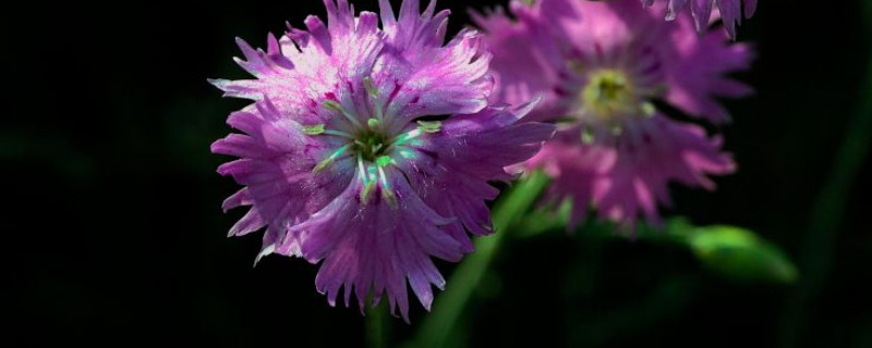 康乃馨秋天开花吗 康乃馨冬天开花吗?