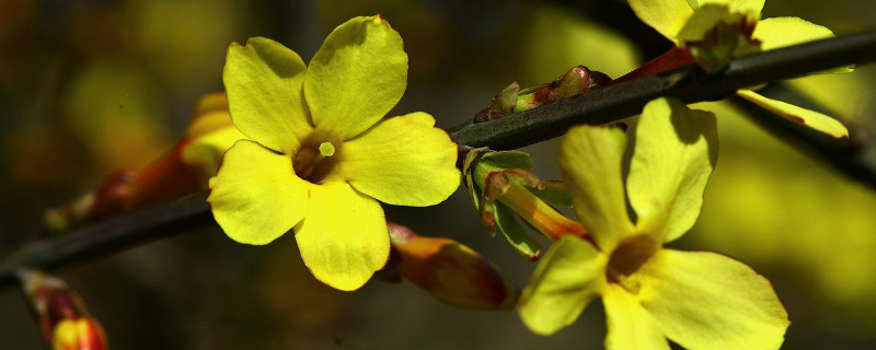 迎春花可以叶扦吗(迎春花扦插能活吗)
