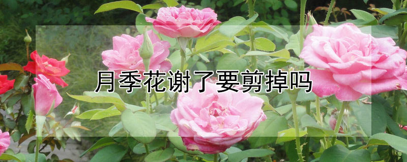 月季花谢了要剪掉吗（月季花谢了要剪掉吗怎么剪）