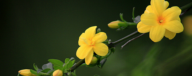 迎春花枝条干枯什么病(迎春花干枯了怎么办)