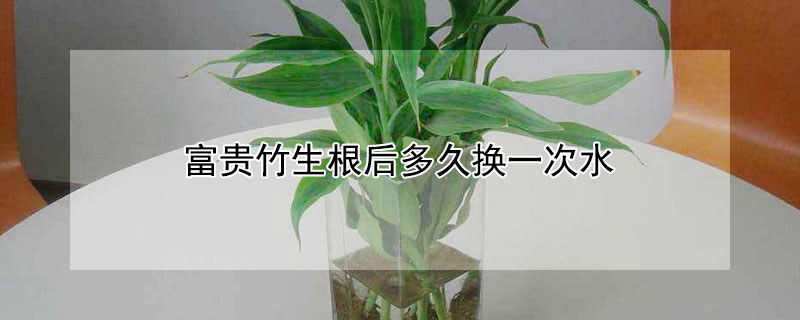 富贵竹生根后多久换一次水（富贵竹生根多长时间换一次水）
