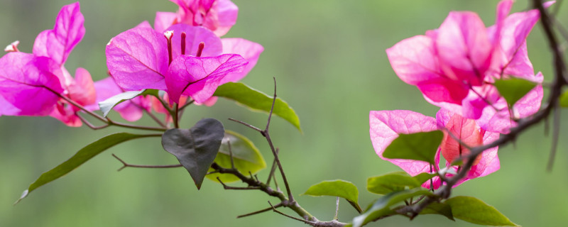 三角梅叶子卷曲发黄的原因 三角梅叶子卷边变黄