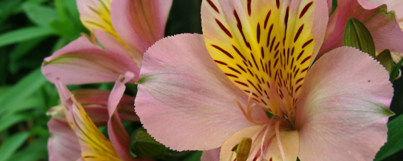 香水百合种植方法 香水百合种植技术