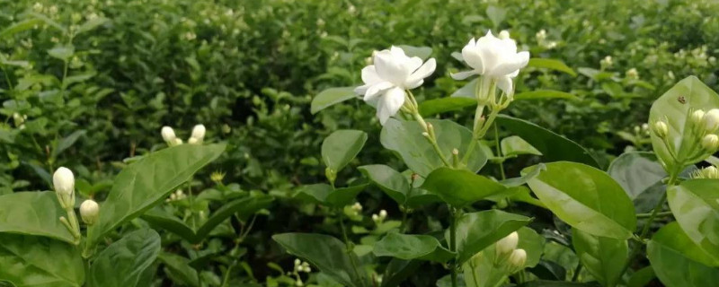 茉莉花怎么修剪（茉莉花怎么修剪开花多）