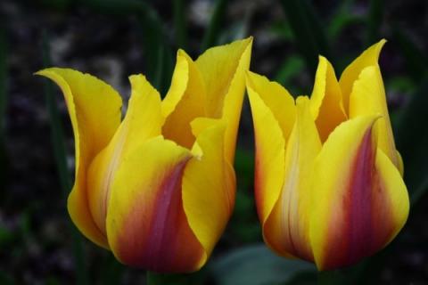 地栽郁金香还用起球吗