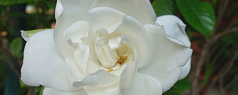 栀子花夏天可以暴晒吗 栀子花能暴晒太阳吗