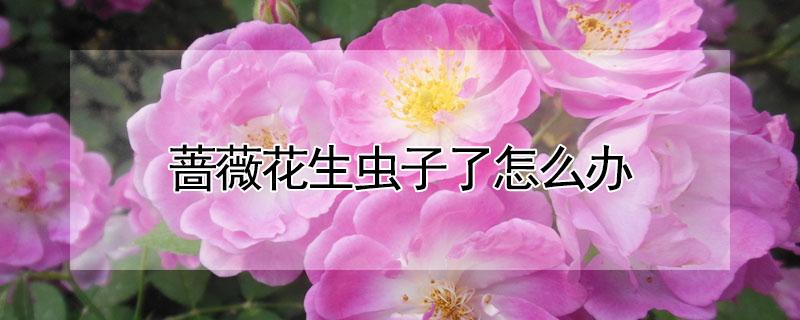 蔷薇花生虫子了怎么办（蔷薇花生虫子吗）