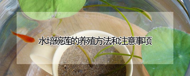 水培碗莲的养殖方法和注意事项（碗莲的养殖方法水培）