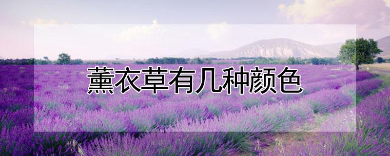 薰衣草有几种颜色（薰衣草是什么颜色的什么样的）