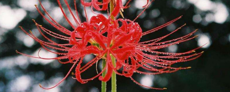 没有根的彼岸花还能救活吗 彼岸花断了能养活吗