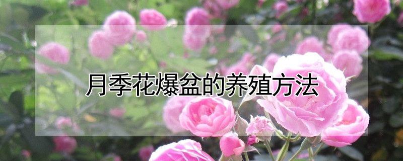 月季花爆盆的养殖方法（月季花如何爆盆）